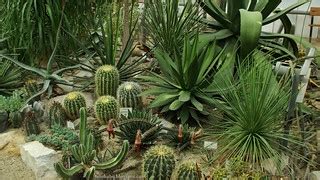 Succulent and cactus garden Wallpaper 4K 3840x2160 tapeta | Flickr