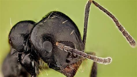 How do ants clean themselves? - BBC Newsround