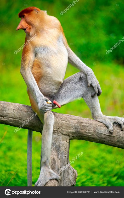 Proboscis Monkey Conservation Animal Foraging — Stock Photo © wushoung ...