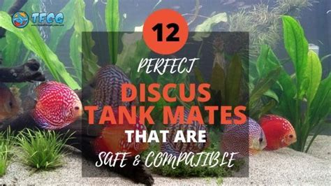 Discus Tank Mates: 12 Best Fish Compatible With Discus [2024 List]