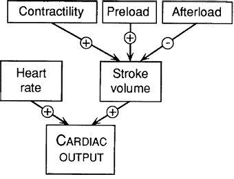 Cardiac Output and Variables - Cardiovascular - Medbullets Step 1