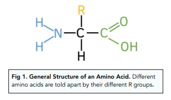 Amino Acids, Proteins and DNA – Structure of Amino Acids – Exam-Corner