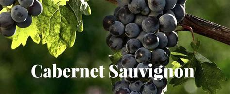 Cabernet Sauvignon Reviews - Wine School of Philadelphia