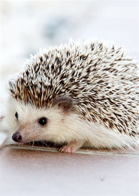 A hedgehog is any of the spiny mammals of the subfamily Erinaceinae, in the eulipotyphlan family ...