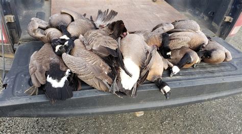 Officials find 17 dead, dying geese at Polk County wildlife refuge - KTVZ