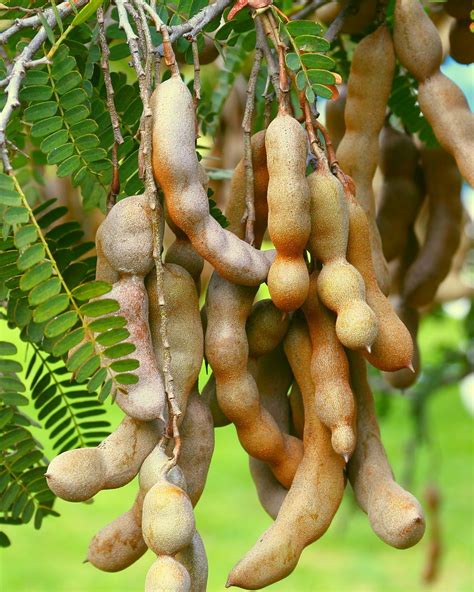 Planta de Tamarindo en Vivero Plantas Ecuador, venta en Quito y envios ...