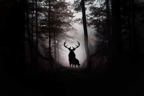 4K Elk Wallpapers - Top Free 4K Elk Backgrounds - WallpaperAccess