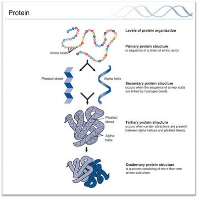 Notes on Protein Structure ~ Biology Exams 4 U