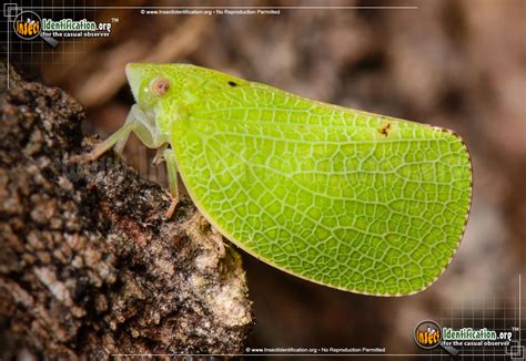 Planthopper