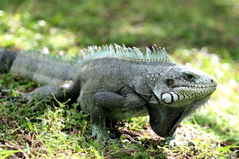 File:Gray-iguana-iguana.jpg