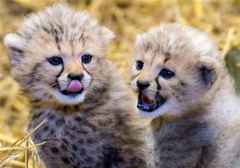 Chirpin' Cheetahs! Twin Cubs Born at Longleat Safari | Baby cheetahs, Cheetah cubs, Cute animals