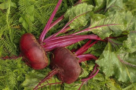 How to Cook Beets - Words Journal