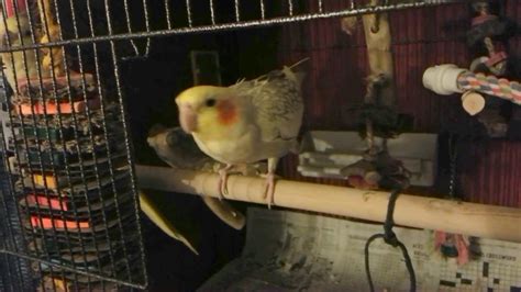 Female Cockatiel Mating Dance - YouTube