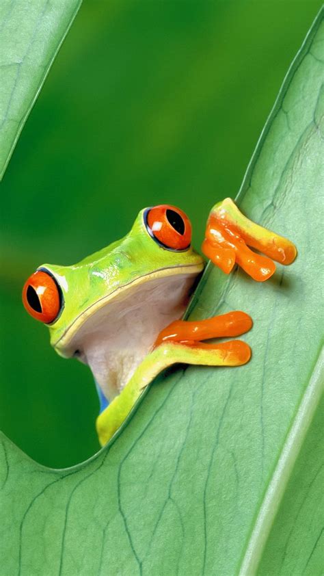 potret tampilan alam hewan katak pohon katak mata merah daun closeup ...