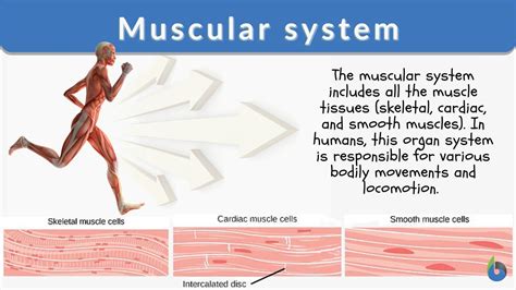 Muscular System Organs