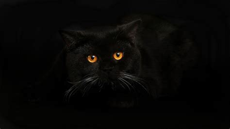 Black Cat HD Wallpapers - Wallpaper Cave