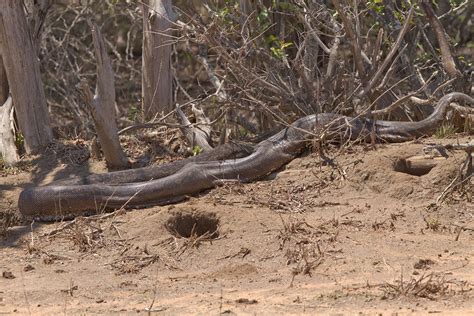 Huge African Rock Python | VIEW LARGE! I never saw a Python … | Flickr