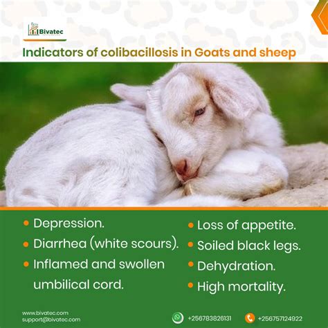 Managing Diarrhea in Young Goats and Lambs: Causes and Prevention