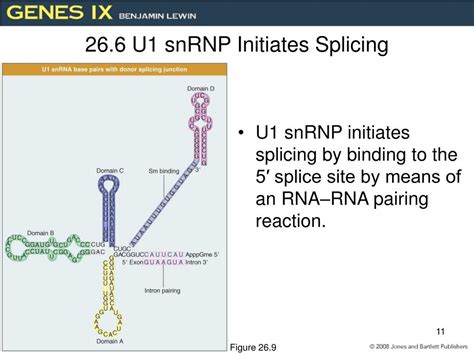 PPT - RNA Splicing and Processing PowerPoint Presentation, free ...