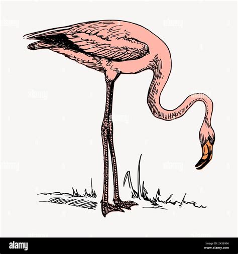 Pink flamingo clipart, vintage illustration vector Stock Vector Image ...