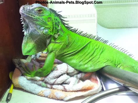 Pet green iguana | Photos-Animals-Pets.BlogSpot.com