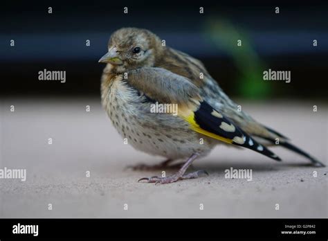 Baby European Goldfinch Bird Stock Photo - Alamy