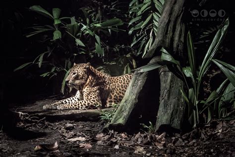 Night Safari – Singapore | Simon Corder