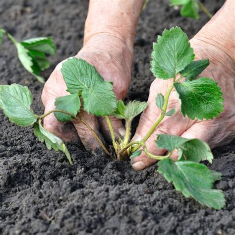 How Tall Do Strawberry Plants Grow? – Strawberry Plants