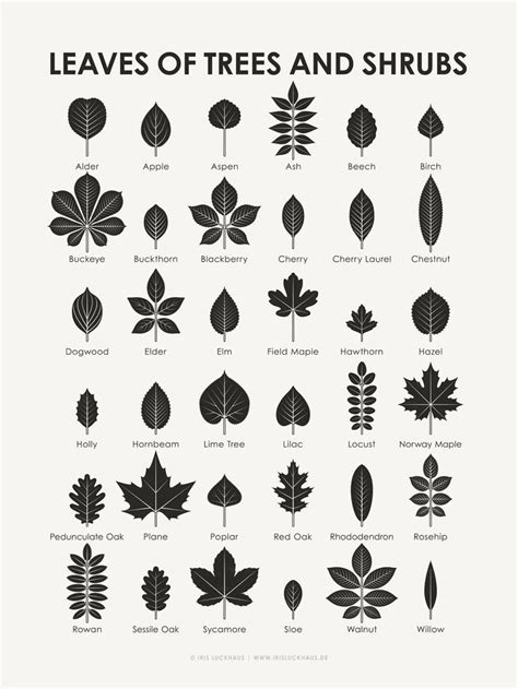 Identification Chart | Leaves of Trees and Shrubs – Iris Luckhaus | Illustration & Design ...