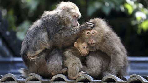 China develops autistic monkeys in hope of finding cure for disorder ...