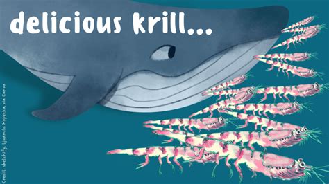 Thrill to the Krill – Mongabay Kids