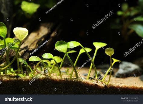 4 Marsilea Crenata Aquarium Images, Stock Photos & Vectors | Shutterstock