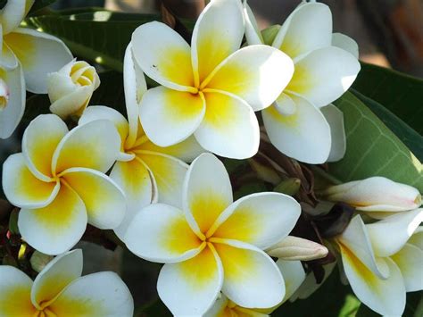 12 Types of Jasmine Flowers That You Must Know | FlowerAdvisor