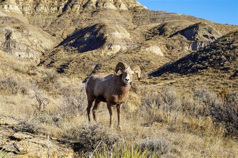 Complete Checklist for a Montana OTC Bighorn Sheep Hunt - Pocket Montana