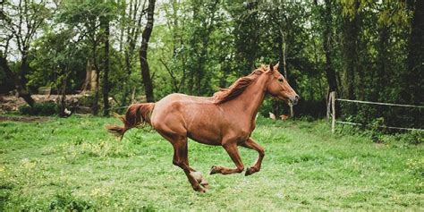 The Gallop: Facts You Should Know About The Horse’s Fastest Gait ...