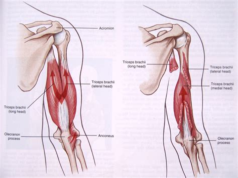 Triceps muscle anatomy – giorgio angioni – Medium