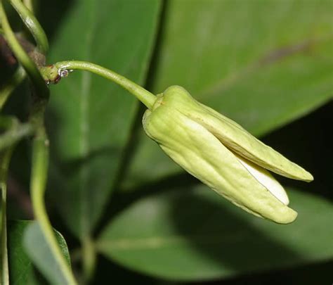 Annona Flowering Behavior, Pollination, Fruit Set, University of Florida