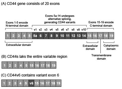 CD44 (CD44 molecule (Indian blood group))