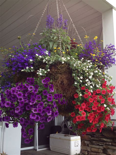 Moss hanging basket | Hanging baskets, Plants, Greenhouse