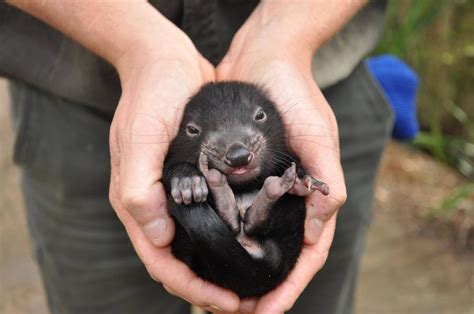 A baby Tasmanian Devil : aww