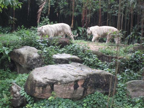 File:White tigers at Singapore zoo.JPG - Wikipedia