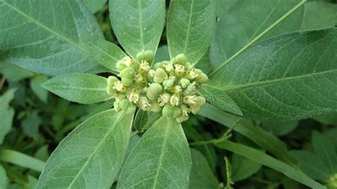 Euphorbia Heterophylla stock image. Image of green, tree - 250543267