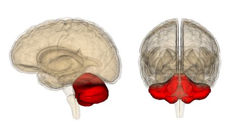 File:Cerebellum.png - Wikipedia