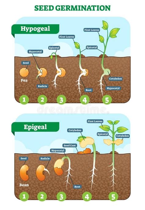 Seed germination cross section vector illustration in stages. Hypogeal and epigeal types. stock ...