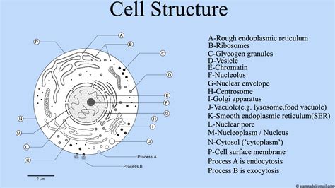 File:Cell Structure , Cell Diagram.png - Wikimedia Commons