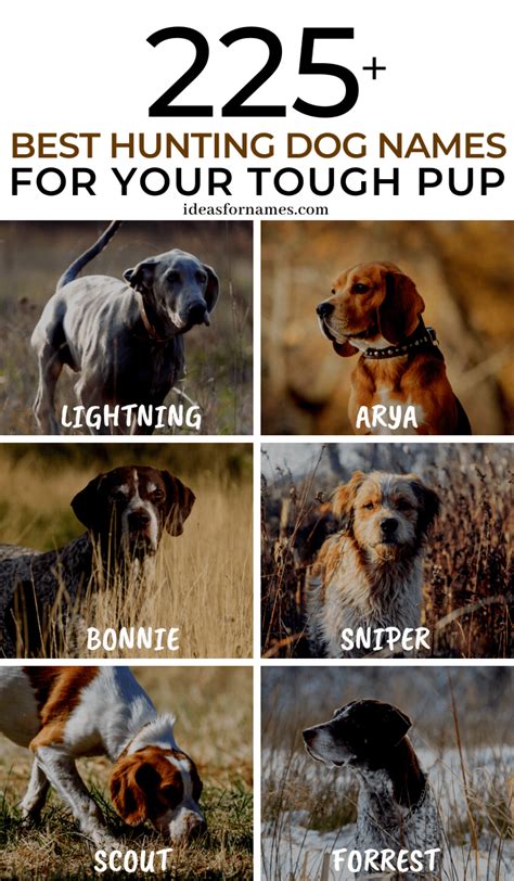 225+ Best Hunting Dog Names Perfect For Your Tough Pup