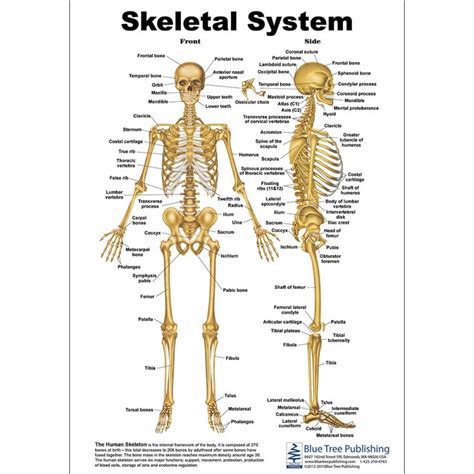 Skeletal System