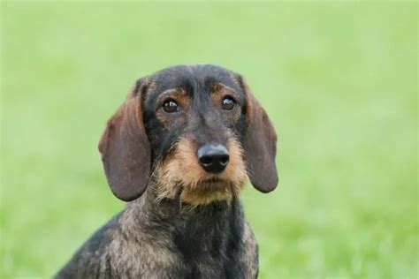 Miniature Dachshund Health Problems and Prevention - Dachshund Dog Clothing