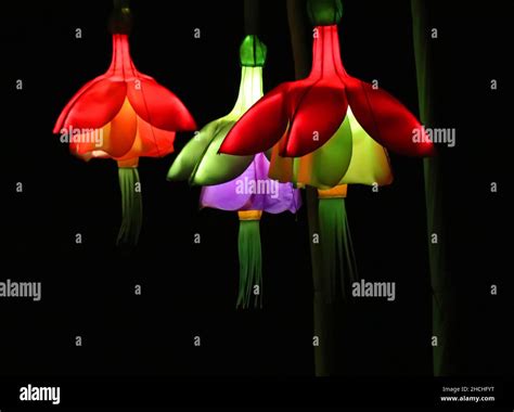 From the Heligan Night Garden Stock Photo - Alamy