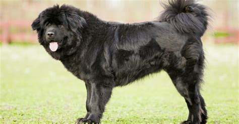 Tibetan Mastiff Dog Breed Complete Guide - AZ Animals